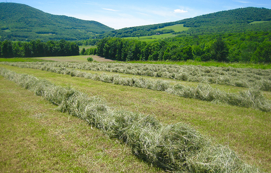 Windrows of hay at Willowview Hill Farm