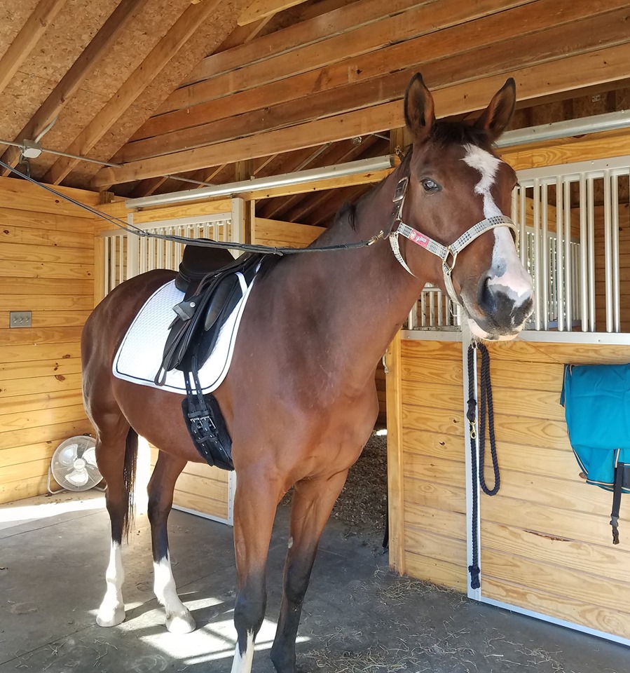 Horse on the cross ties