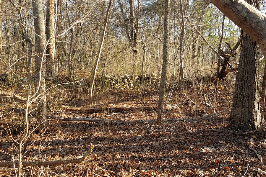 Wooded Trails