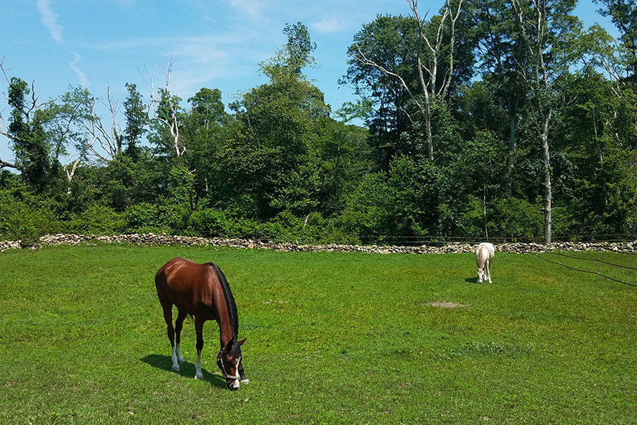 Two horses grazing