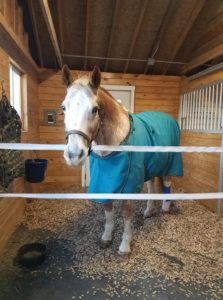 Brody in his makeshift stall