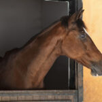 Worried horse in a stall