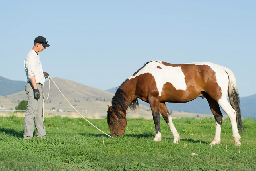 Don Jessop grazing a pinto Mustang on green grass with mountain in the background