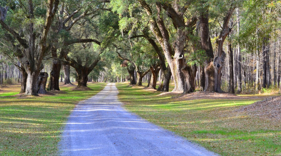 Bridle path through live oaks