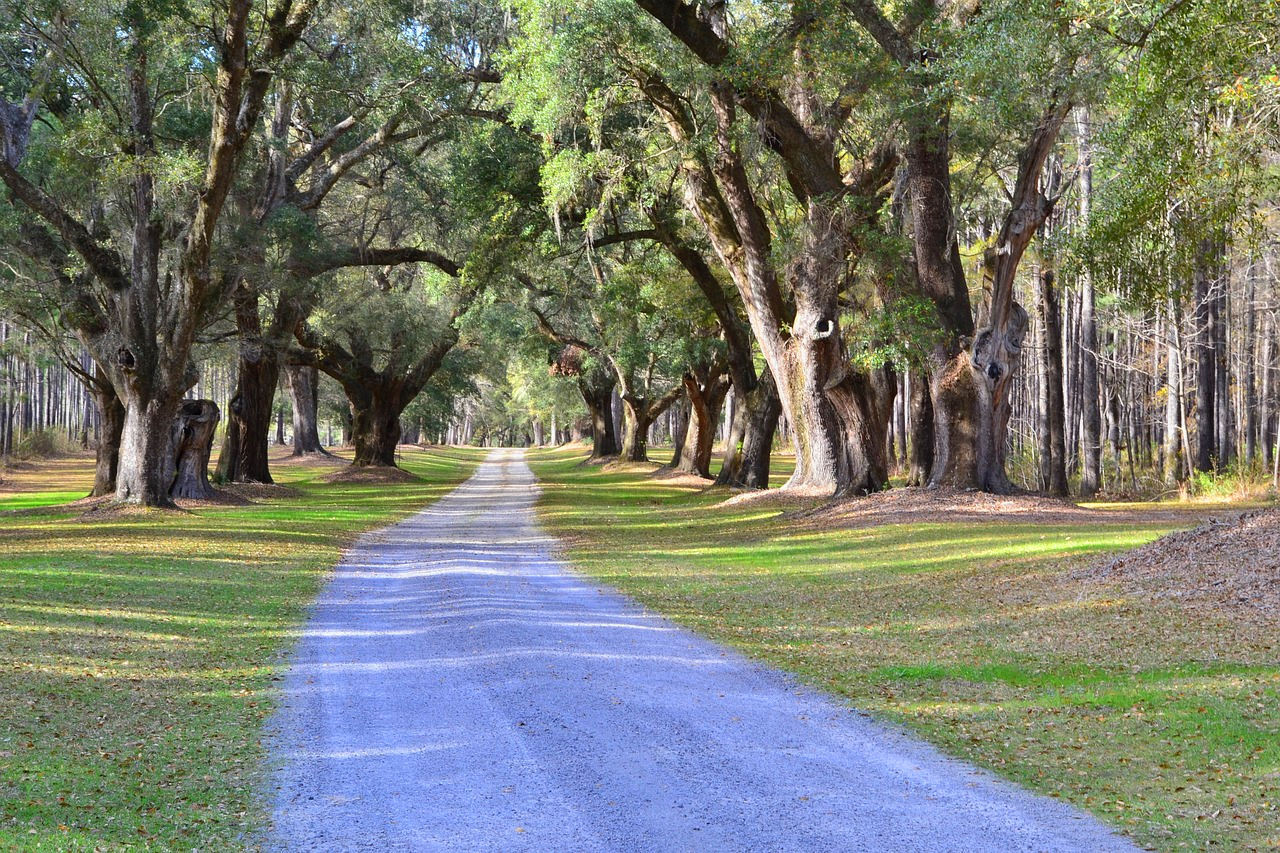 Bridle path through live oaks