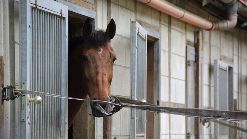 Bay horse looking out dutch door