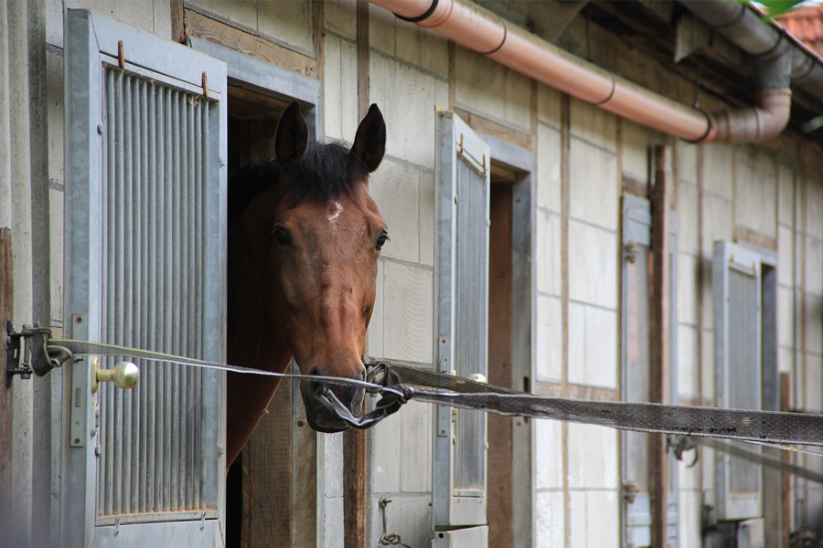 Bay horse looking out dutch door