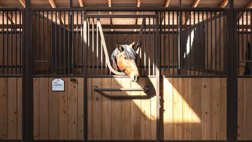 Bay pony peeking over an elegant stall door with yoke.