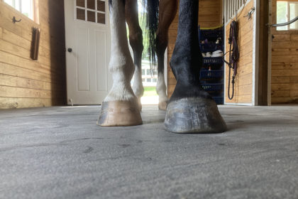 Front view of the lower leg and hooves of a bay horse