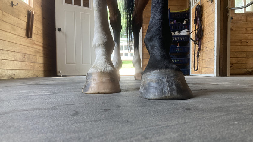 Front view of the lower leg and hooves of a bay horse