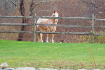 Appaloosa horse behind a split rail fence with green grass in front