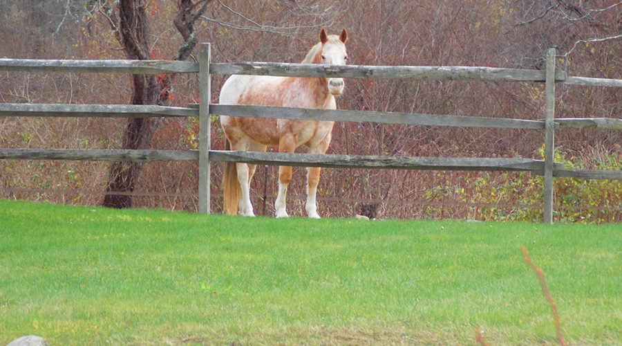 Appaloosa horse behind a split rail fence with green grass in front