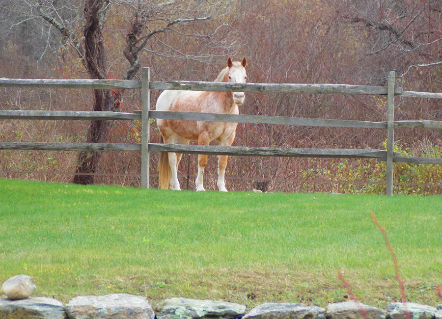 Appaloosa horse behind a split rail fence with green grass in front