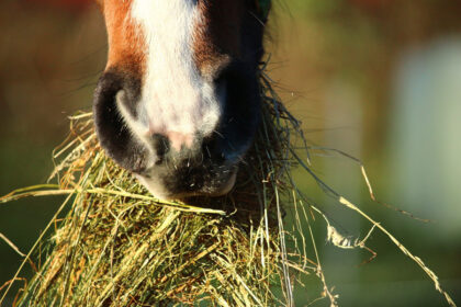Close up of horse's muzzle with a mouthful of hay