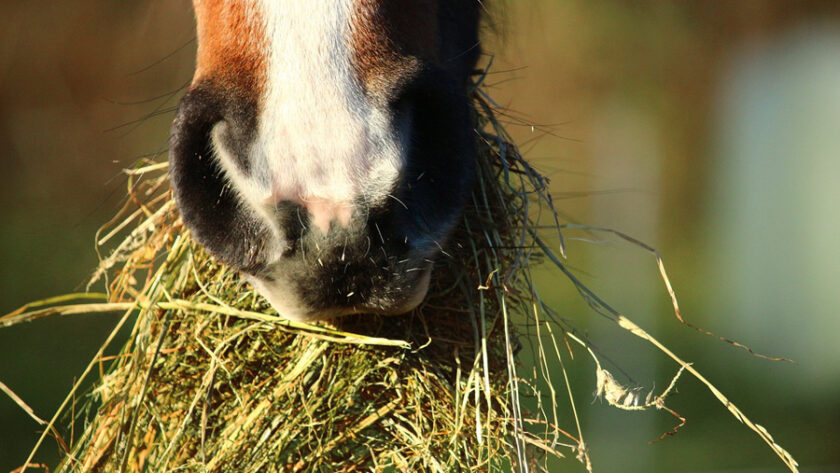 Close up of horse's muzzle with a mouthful of hay