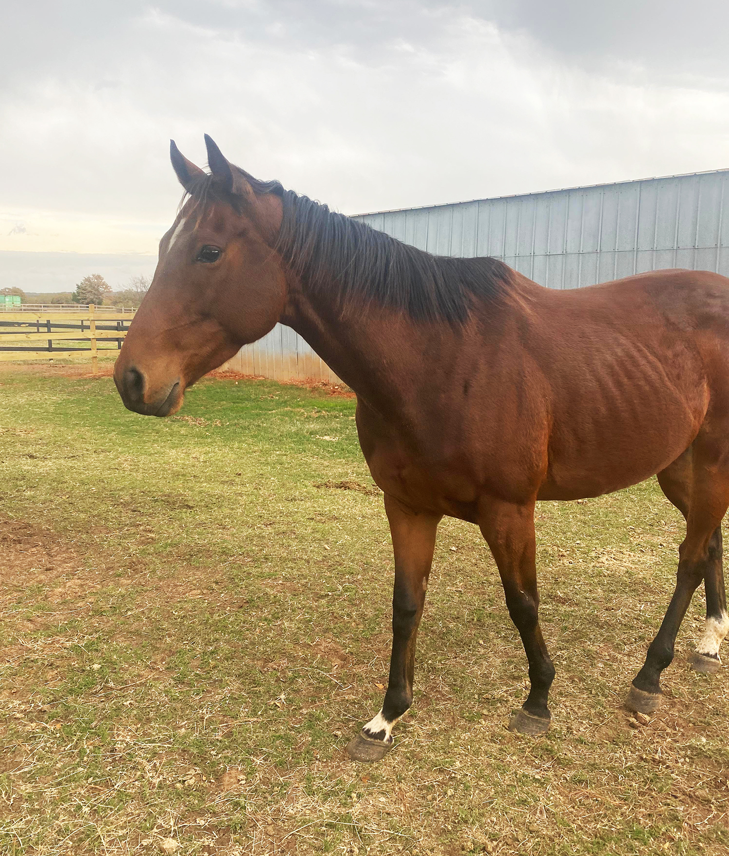 Bay OTTB Mare