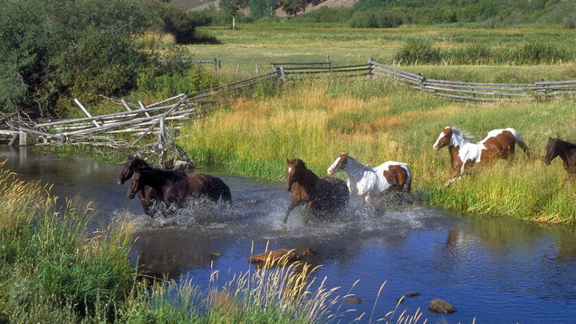 Horses crossing creek in the wilderness