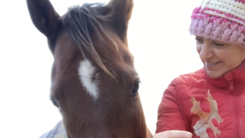 Bay horse with star and trainer in red jacket