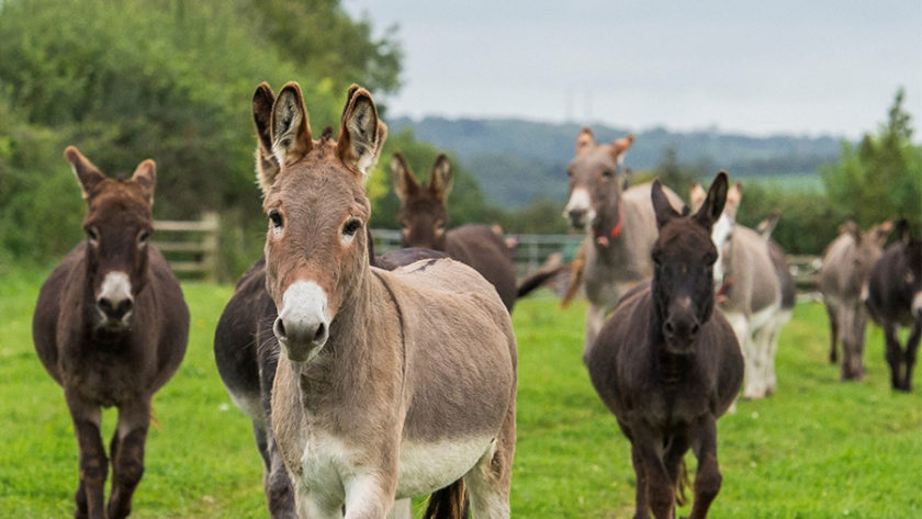 Herd of Donkeys looking directly at camera