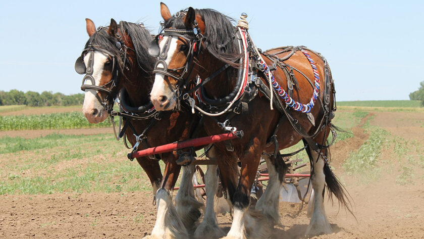 Draft horse team pulling plough.