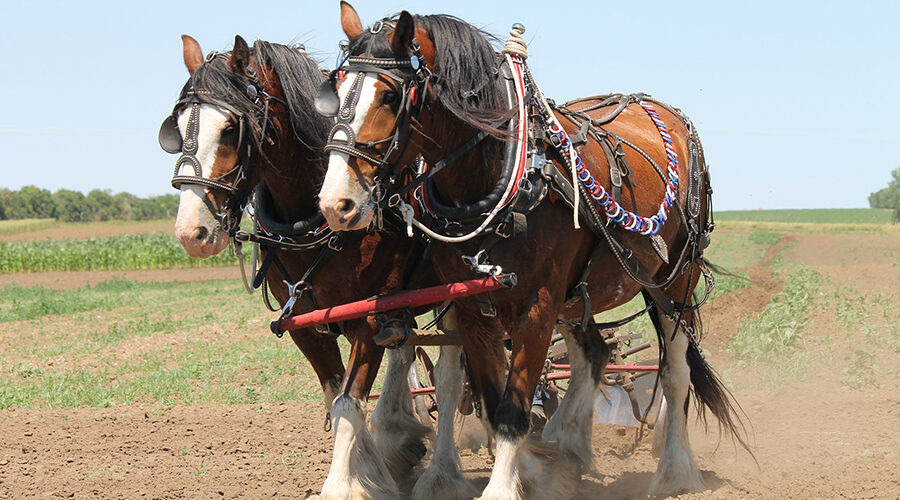 Draft horse team pulling plough.