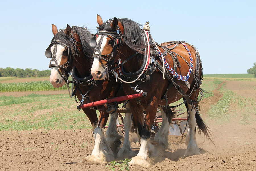 Draft horse team pulling plough.