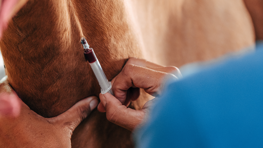 Veterinarian pulling blood from a horse's jugular vein