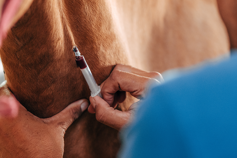 Veterinarian pulling blood from a horse's jugular vein