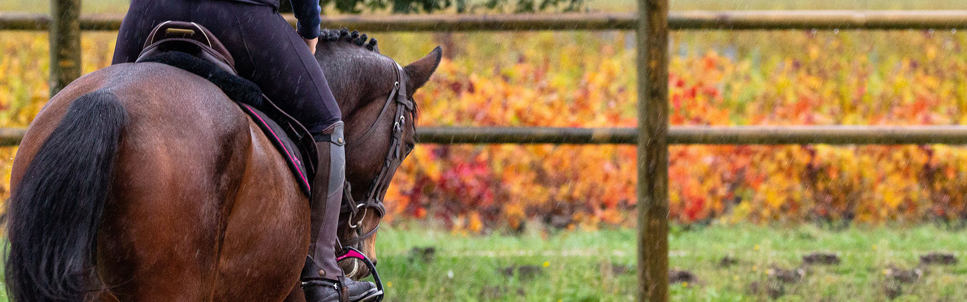 Rider schooling a bay horse in the rain, fall.