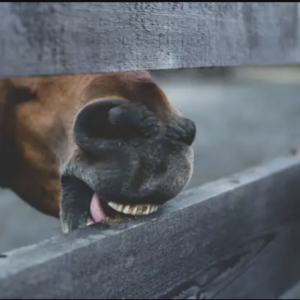 Pony chewing on fence