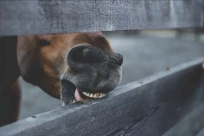 Pony chewing on fence
