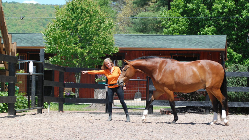 horse trainer pointing a horse to a stationary target on a fence