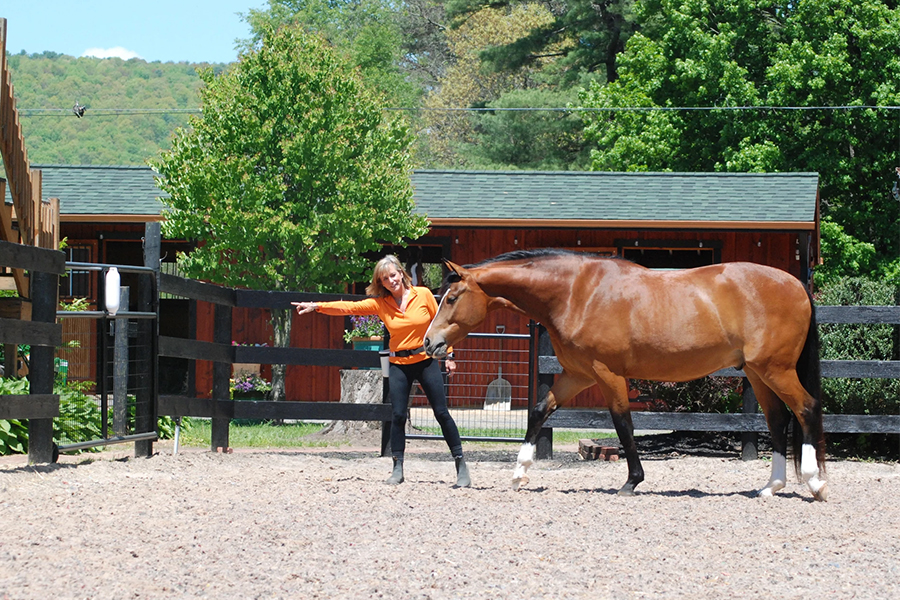 horse trainer pointing a horse to a stationary target on a fence