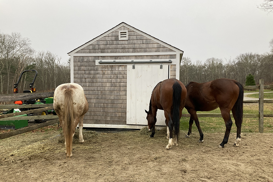 Brody, Siouxsie, and Clarabelle eating from haynets