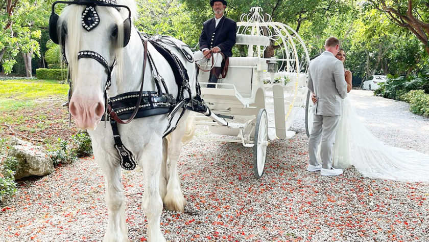 White (grey) carriage horse looking directly at camera