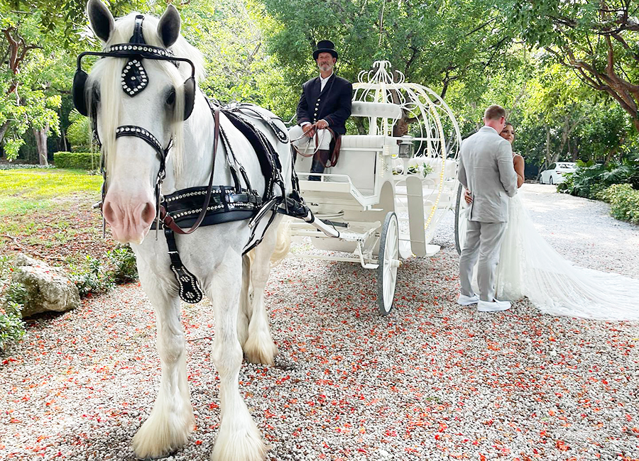 White (grey) carriage horse looking directly at camera